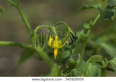 Fresh Tomato Plant In Organic Farm
