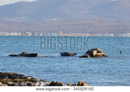 Seals (spotted Seal, Largha Seal, Phoca Largha) Laying On The Rocky Reef In Sea Water In Autumn Suns