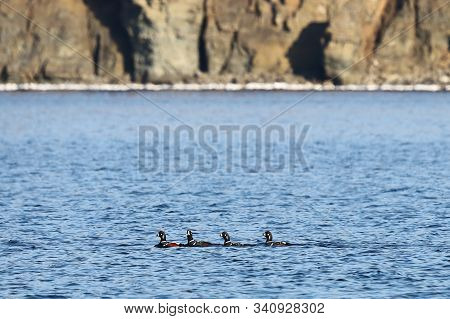 Ducks Flock Swimming In Blue Sea Water.  Wild Harlequin Ducks (histrionicus Histrionicus) In Natural