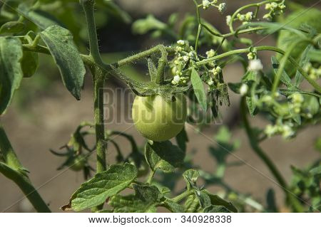 Fresh Tomato Plant In Organic Farm