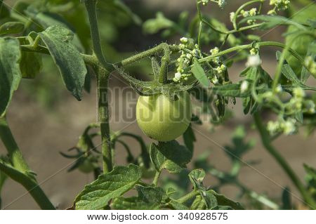 Fresh Tomato Plant In Organic Farm