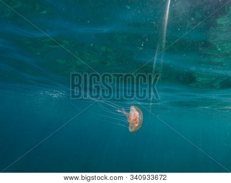 Pelagia Noctiluca, Baby Pink Jellyfish,mauve Stinger, Swimming In The Mediterranean Sea, Catalonia, 