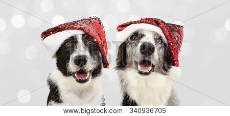 Banner Two Border Collie Dog Celebrating Christmas Holidays Wearing A Red Santa Claus Hat. Isolated 