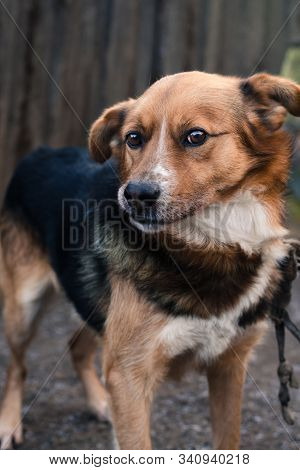 Large Outbred Dog With Black And Red Hair. Home Caretaker