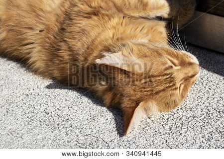 Yellow Cat Sleeping On Asphalt Ground. Photographed In The Sunny Weather At Noon.