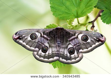 The Small Emperor Moth (saturnia Pavonia). Moth