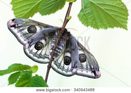 The Small Emperor Moth (saturnia Pavonia). Moth