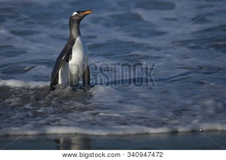 Gentoo Penguins (pygoscelis Papua) Coming Ashore After Feeding At Sea On Sea Lion Island In The Falk