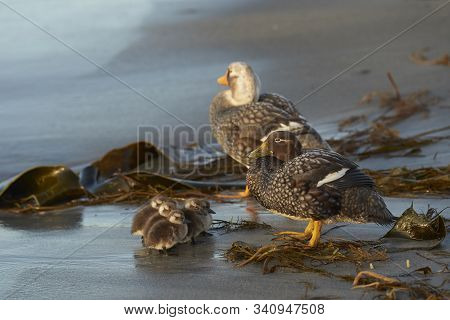Falkland Steamer Duck (tachyeres Brachypterus) With Chicks On A Sandy Beach On Sea Lion Island In Th