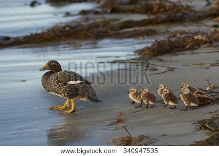 Falkland Steamer Duck (tachyeres Brachypterus) With Chicks On A Sandy Beach On Sea Lion Island In Th