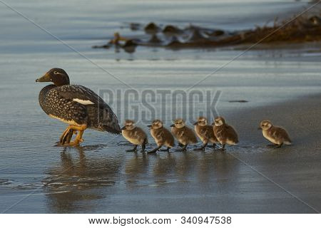 Falkland Steamer Duck (tachyeres Brachypterus) With Chicks On A Sandy Beach On Sea Lion Island In Th