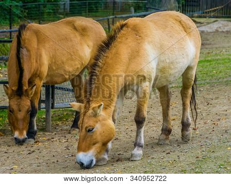 Wild Mongolian Horse Couple Grazing Together In The Pasture, Endangered Animal Specie From The Stepp