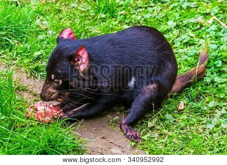 Closeup Of A Tasmanian Devil Eating Meat, Endangered Animal Specie From Tasmania In Australia