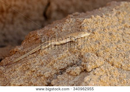 Rapid Fringe-toed Lizard Eremias Velox On Sand Dune. Cute Reptile In Wildlife.