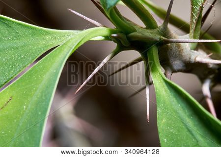 Euphorbia Milii, Known As Christ Thorn, Flowers And Thorn Close Up Photography