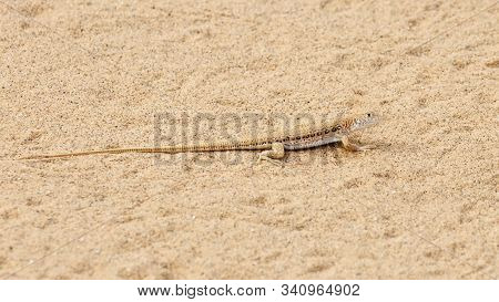 Rapid Fringe-toed Lizard Eremias Velox On Sand Dune. Cute Reptile In Wildlife.