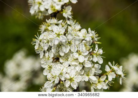 Blossoming Cherry Tree