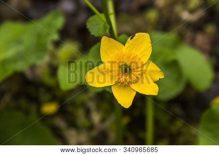 Yellow Woodland Anemone