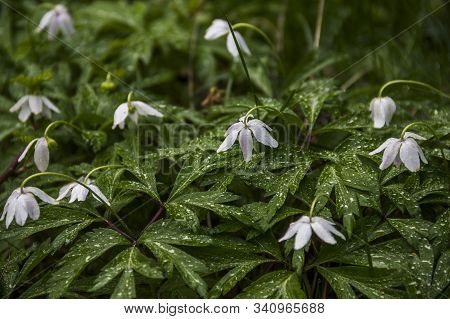 White Wood Anemone Early In The Morning