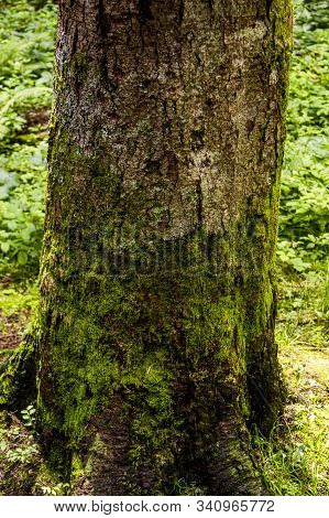 Trunk Of A Spruce Tree
