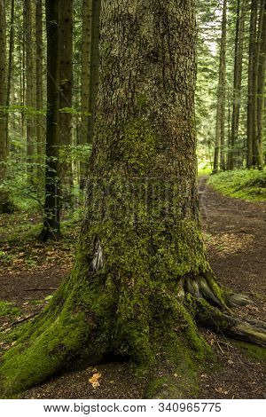 Trunk Of A Spruce Tree