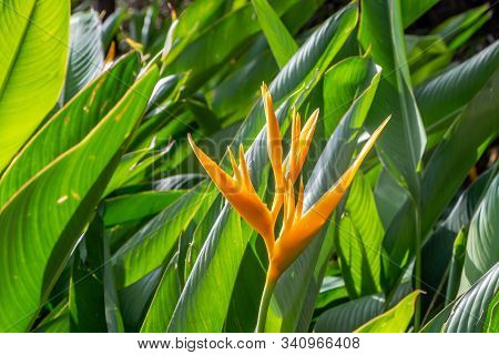 Beautiful Orange Flower Heliconia Psittacorum And Big Green Leaves In A Park In Summer