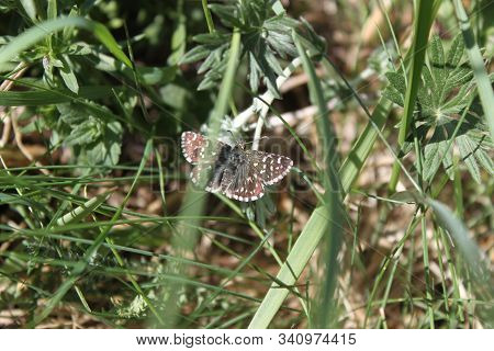 White-spotted Pyrgus Butterfly Sitting On Green Grass Close-up. Can Be Used As Background Or Wallpap