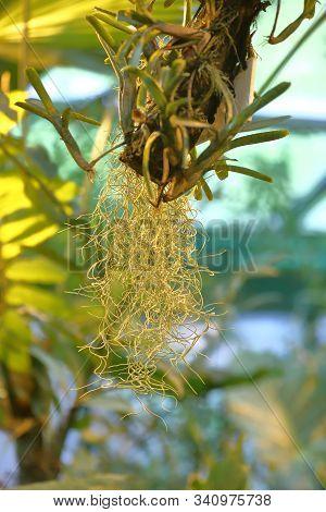 Beautiful Tillandsia Usneoides Or Spanish Moss
