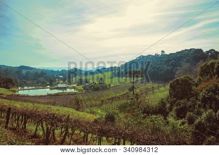 Bucolic Rural Landscape With Vineyards Going Up The Hill And Woods In A Cloudy Day Near Bento Goncal
