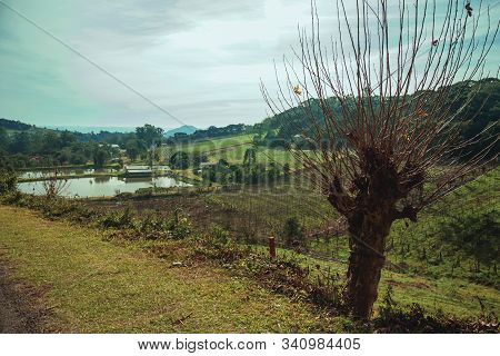 Bucolic Rural Landscape With Vineyards Going Up The Hill And Woods In A Cloudy Day Near Bento Goncal