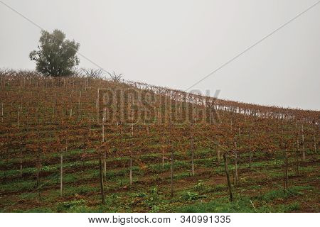Bucolic Countryside Landscape With Rows Of Grapevine Over Hill, In A Foggy Day Near Bento Goncalves.