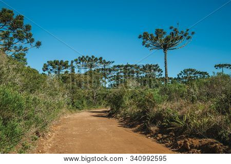 Dirt Pathway Passing Through Forest With Pine Trees In The Aparados Da Serra National Park, Near Cam