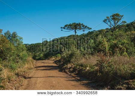 Dirt Pathway Passing Through Forest With Pine Trees In The Aparados Da Serra National Park, Near Cam