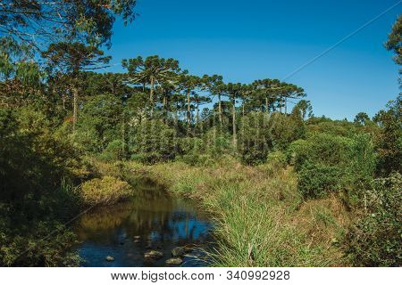 Landscape Of Pine Treetops Amid Lush Forest In Aparados Da Serra National Park Near Cambara Do Sul. 