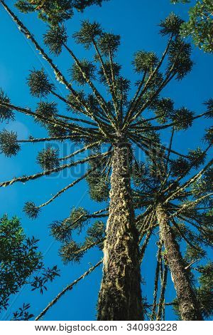 Pine Treetop With Sunlight Passing Through Branches In The Aparados Da Serra National Park Near Camb