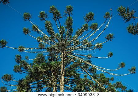 Pine Treetop With Sunlight Passing Through Branches In The Aparados Da Serra National Park Near Camb
