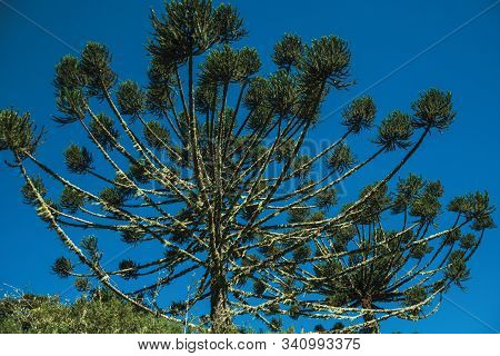 Pine Treetops Branches With Typical Needle-shaped Leaves In The Aparados Da Serra National Park Near