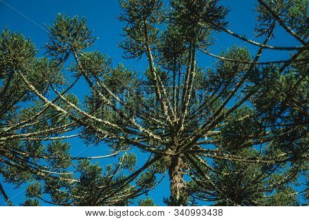 Pine Treetops Branches With Typical Needle-shaped Leaves In The Aparados Da Serra National Park Near