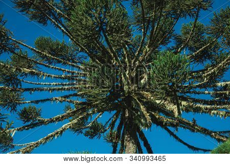 Pine Treetops Branches With Typical Needle-shaped Leaves In The Aparados Da Serra National Park Near