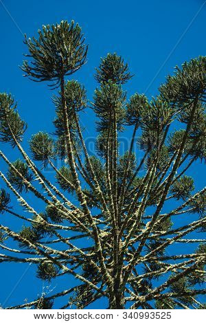 Pine Treetops Branches With Typical Needle-shaped Leaves In The Aparados Da Serra National Park Near