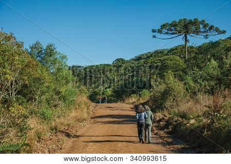 People Hiking On Dirt Pathway Through Forest With Pine Trees At Aparados Da Serra National Park, Nea