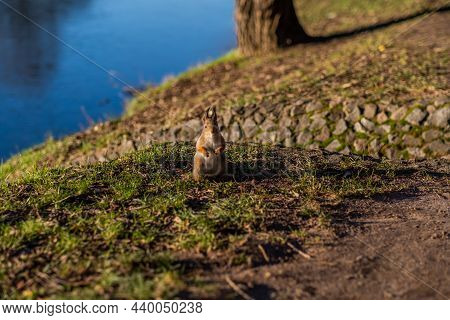 Cute Squirrel In The Forest And On The Street. High Quality Photo
