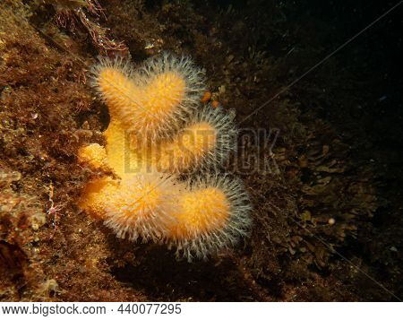 A Closeup Picture Of A Feeding Soft Coral Dead Mans Fingers Or Alcyonium Digitatum. Picture From The