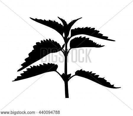 Vector Nettle (urtica Dioica) Silhouette Isolated On White Background