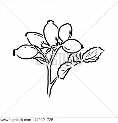 Rosa Hugonis Ink Sketch. Dog-rose. Isolated. Hand Drawn Outline Style.