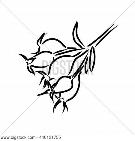 Rosa Hugonis Ink Sketch. Dog-rose. Isolated. Hand Drawn Outline Style.