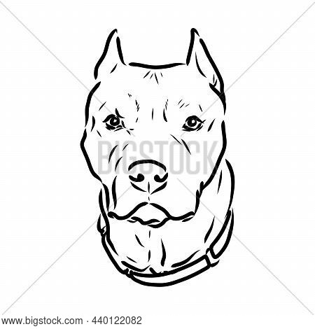 Sketch Of Dog Pit Bull Terrier. Vector Illustration