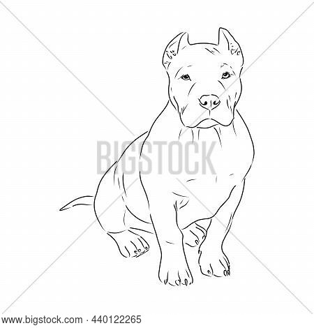 Sketch Of Dog Pit Bull Terrier. Vector Illustration