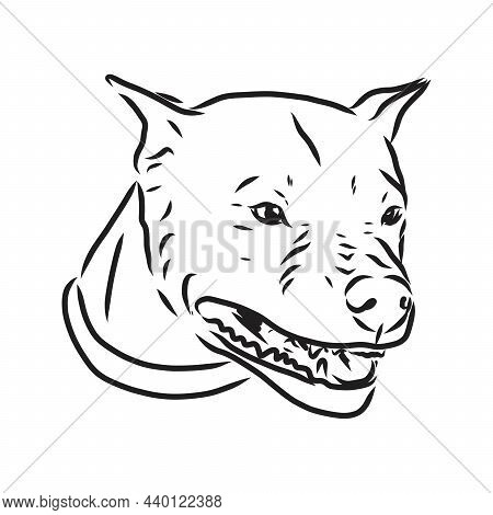 Sketch Of Dog Pit Bull Terrier. Vector Illustration