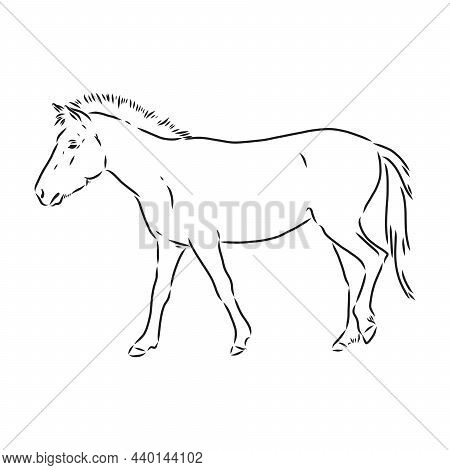 The Przewalskis Horse, An Abstract Image On A White Background. Vector Illustration, Picture A Wild 